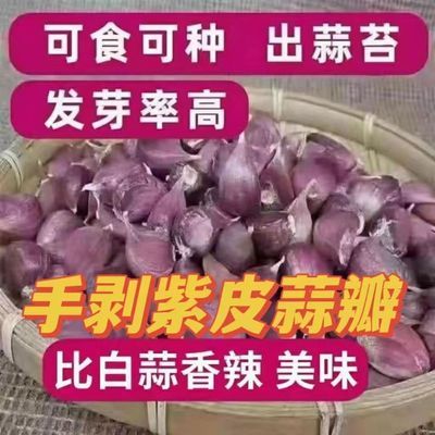 2024紫皮蒜瓣出蒜台蒜苗批发新鲜红皮蒜云南独干大蒜种子小香蒜