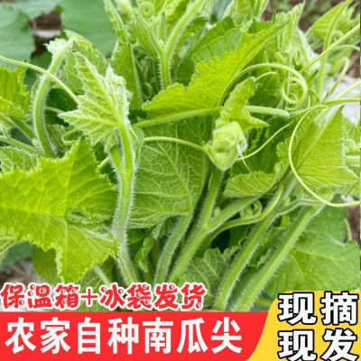 广西农家自种南瓜尖露天南瓜芽酒店特色菜清炒煲汤(要剥皮)