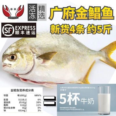 金鲳鱼湛江正宗4条新鲜特大鲳鳊鱼金昌海鱼鲜活海鲜平鱼白鲳冰鲜