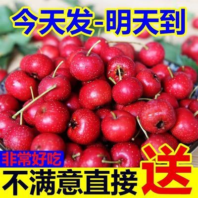 批发山楂果大棉球新鲜批发冰糖葫芦山楂专用批发30斤装新鲜山楂