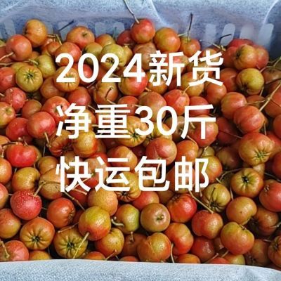 2024新鲜山楂果净重30斤装大棉球山楂面山楂做冰糖葫芦原材