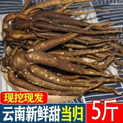 云南甜当归新鲜现挖西归鲜货土当归菜当归批发煲汤食材料云归野生