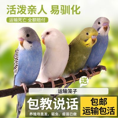 宠尚天鹦鹉活鸟中小型鸟笼会说话鹦鹉活体幼小鸟家养宠物成年虎皮