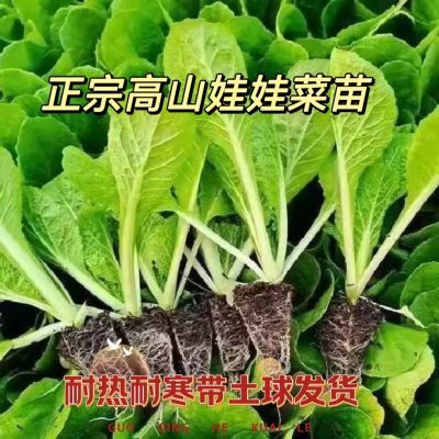 高山娃娃菜苗秧苗黄心白菜苗早熟秋季四季农家大田蔬菜苗