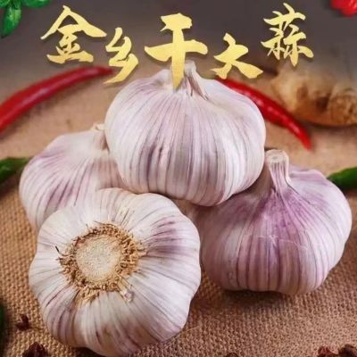 山东大蒜紫皮金乡蒜头批发价新鲜批发包邮