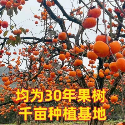 现摘新鲜北京特大磨盘软甜柿子盖柿盆柿水果应季软甜柿子河北发货