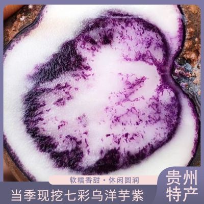 贵州六盘水七彩乌洋芋紫色土豆特产乌洋芋当季现挖乌洋芋老品种