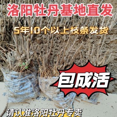 正宗洛阳牡丹花耐寒花卉地栽四季庭院室外室内阳台叶粉色牡丹花苗