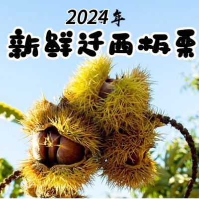 迁西板栗2024新鲜正宗迁西板栗当季带壳油栗子唐山迁西黄心大