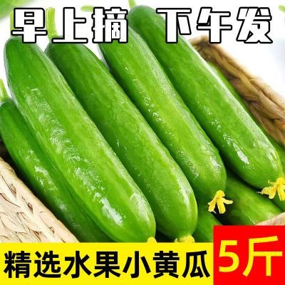 【新店冲量】山东荷兰水果小黄瓜新鲜生吃现摘时令蔬菜脆甜青瓜