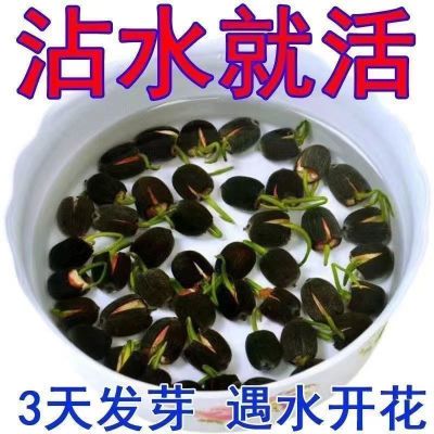 碗莲种七彩五颜六色水培花卉水养四季莲花荷花种莲藕绿植水培莲子