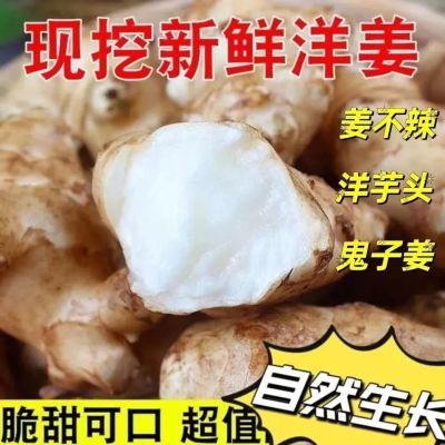 洋姜新鲜 现挖鬼子姜野生菊芋姜不辣农家自种新洋姜新鲜腌菜腌制