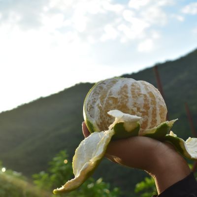 云南哀牢山绿皮翡翠柚巴巴西柚 甜葡萄柚 嫩肉爆汁整箱子包邮