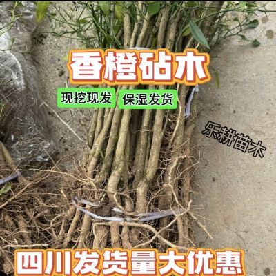 香橙苗小叶香橙砧木酸柚子砧木红橘砧木嫁接柚子柑橘用砧木苗