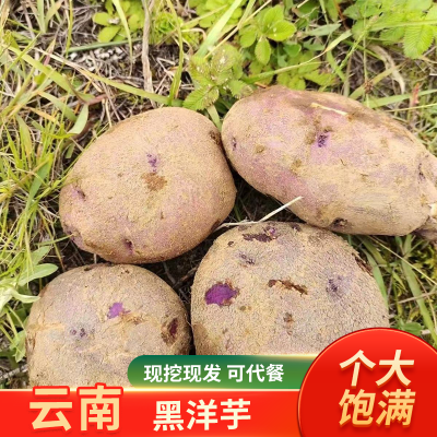 正宗昭通大山包老品种黑洋芋紫皮又糯又面无农药非转基因现挖现发