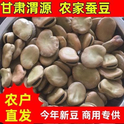 生蚕豆/蚕豆种籽/蚕豆白皮蚕豆胡豆罗汉豆/新鲜散装蚕豆当季