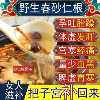 广东阳春特级春砂仁根正宗新鲜干货食用营养滋补养生宫寒原料煲汤