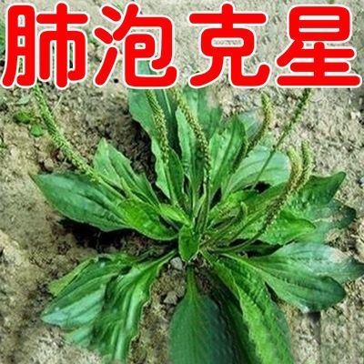 肺大泡【自然修覆】肺里有大泡呼吸道感染肺结核咳嗽痰多呼吸不畅