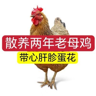 老母鸡正宗农家农村散养养鸡现杀新鲜鸡肉整只土鸡鸡腿鸡胸肉整鸡