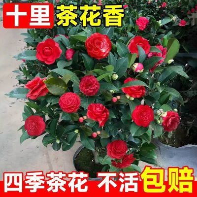 香妃茶花盆栽带花苞山茶花苗室内外植物耐寒五色赤丹浓香型花卉