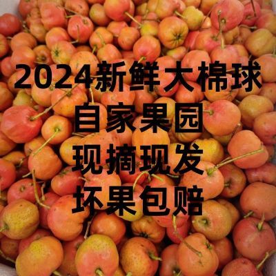 棉球山楂果2024新鲜山楂正宗酸甜棉球批发冰糖葫芦水果原材料