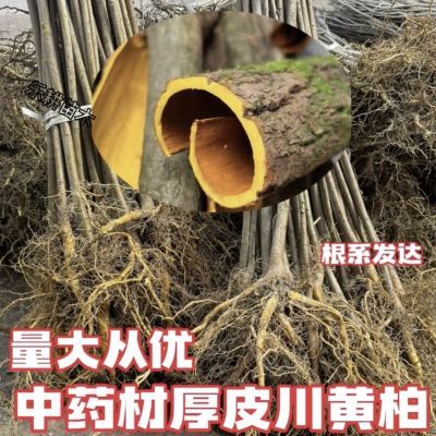 中药材黄柏野生黄柏树苗批发四川剥皮黄柏树苗厚皮黄柏树苗