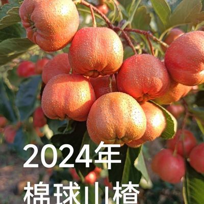 2024新鲜山楂山楂果净重大棉球酸甜开胃冰糖葫芦原材料