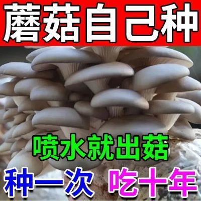 蘑菇菌种包家种儿童种植盒子可食用菌家庭室内种植种子母种原种平