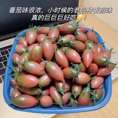 新鲜采摘发货当季圣女果迷彩紫蛋头小番茄整箱净重孕妇水果碱地种