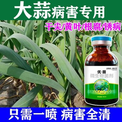 大蒜病全治雨后杀菌剂蒜苗专用根腐菌核病叶枯干尖黄叶大蒜专用药