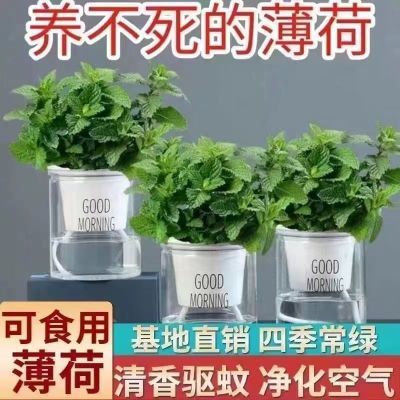 薄荷盆栽室内绿植留兰香食用可食用客厅驱蚊皱叶植物办公室蚊虫