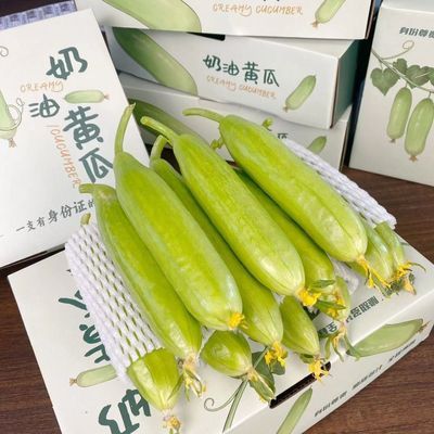 新鲜奶油黄瓜无刺水果黄瓜白玉黄瓜脆甜可口农家种植迷你青瓜