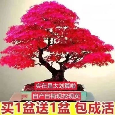 【买一送一】红枫树苗盆景耐寒四季种植中国红枫室内外盆栽植物包