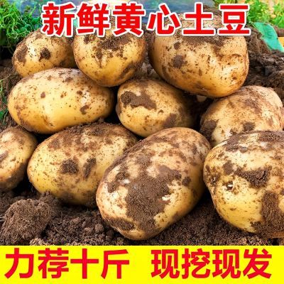 【现挖现发】土豆新鲜黄皮黄心沙面粉洋芋糯爆皮马铃薯现挖