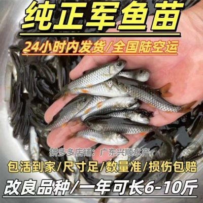 【精品特惠】正宗军鱼苗淡水饲养可食用军鱼草鱼黄娟鱼河鲣鱼活体