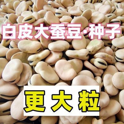 【新种】特大白皮蚕豆种子白蚕豆大粒特大号胡豆薄皮耐寒蔬菜种子