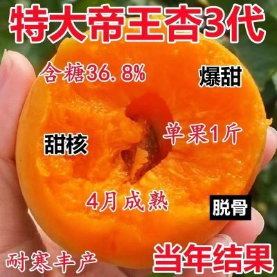 新品特大帝王杏树苗嫁接早熟杏子苗耐寒耐旱南北方种植盆栽地栽苗