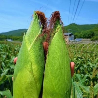 北京平谷农科院336香甜糯玉米当季带壳带叶带皮非转基因(10根)