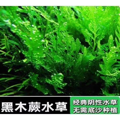 鱼缸矮种黑木蕨水草增氧植物水下懒人阴性新手好养无二氧化碳造景