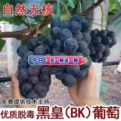 新品种无核黑皇葡萄树苗耐寒不下架黑色无籽大果粒葡萄苗当年结果