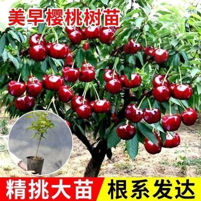 大樱桃树苖车厘子树苗盆栽矮化南方北方种植樱桃树苗樱桃苗树