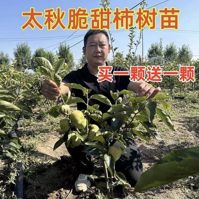 无核太秋甜柿子树苗成熟即食奶油味脆甜柿子苗南北方种植当年结果