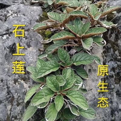 贵州野生石上莲自然晒干俗称软肝草金钩中药材草本干货原生态新鲜