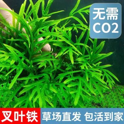 Ada叉叶铁皇冠水草鱼缸活体淡水植物造景懒人水质阴性草净化水