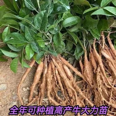 改良版高产牛大力树裸根苗蘸黄泥浆发货,成活率高。四季南方种植