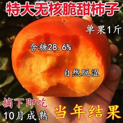 无籽冰糖心柿子树苗甜脆柿子树苗当年结果耐冻盆栽地栽南北方种植