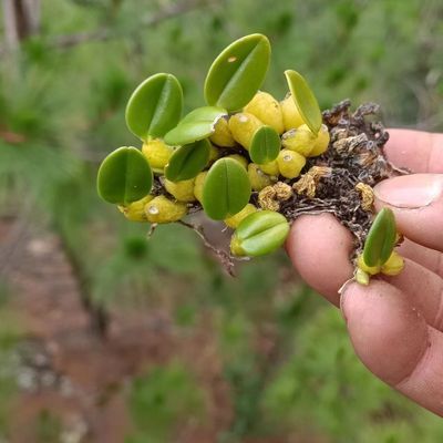 单叶岩珠 温州永嘉 石橄榄 岩豆 岩奶小石仙桃岩珠珠兰岩豆兰