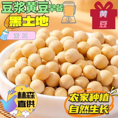 新东北黑龙江专用豆芽新鲜大豆非转基因农家自种豆浆营养早餐黄豆