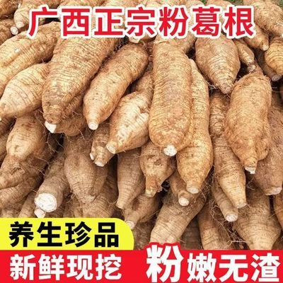 正宗广西新鲜当季现挖生葛根煲汤食疗养生珍品葛根非野生葛根批发