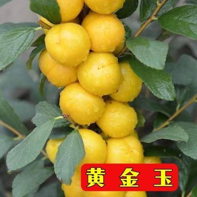 欧李果树高钙果树苗纯甜大果耐寒南北方均可种植结果中华钙果